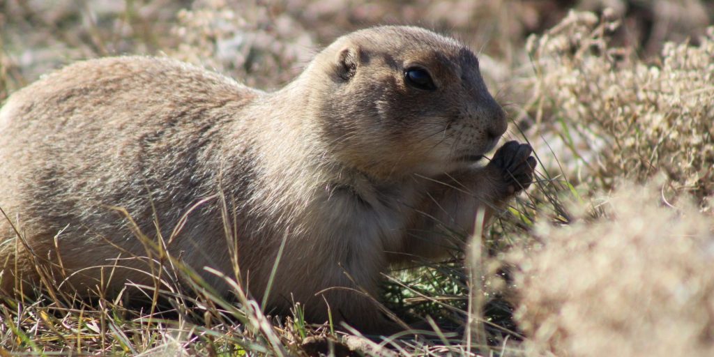 如何在Linux上浏览Gopher网络